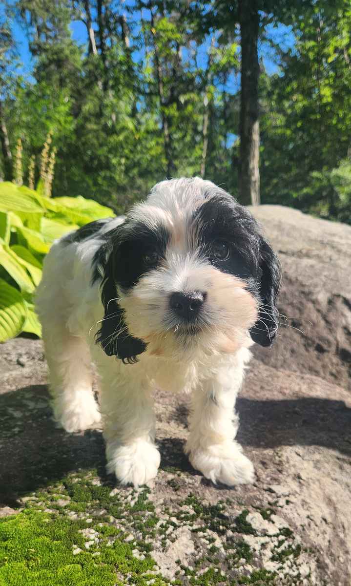 chiot-cockapoo-femelle-blanche-et-noire