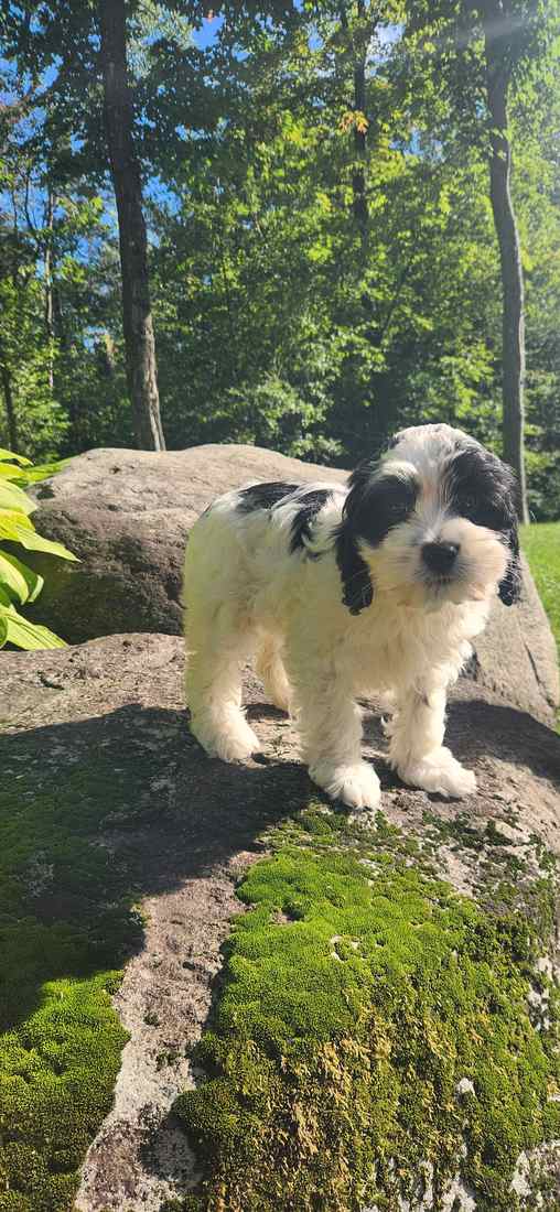 chiot-cockapoo-femelle-blanche-et-noire