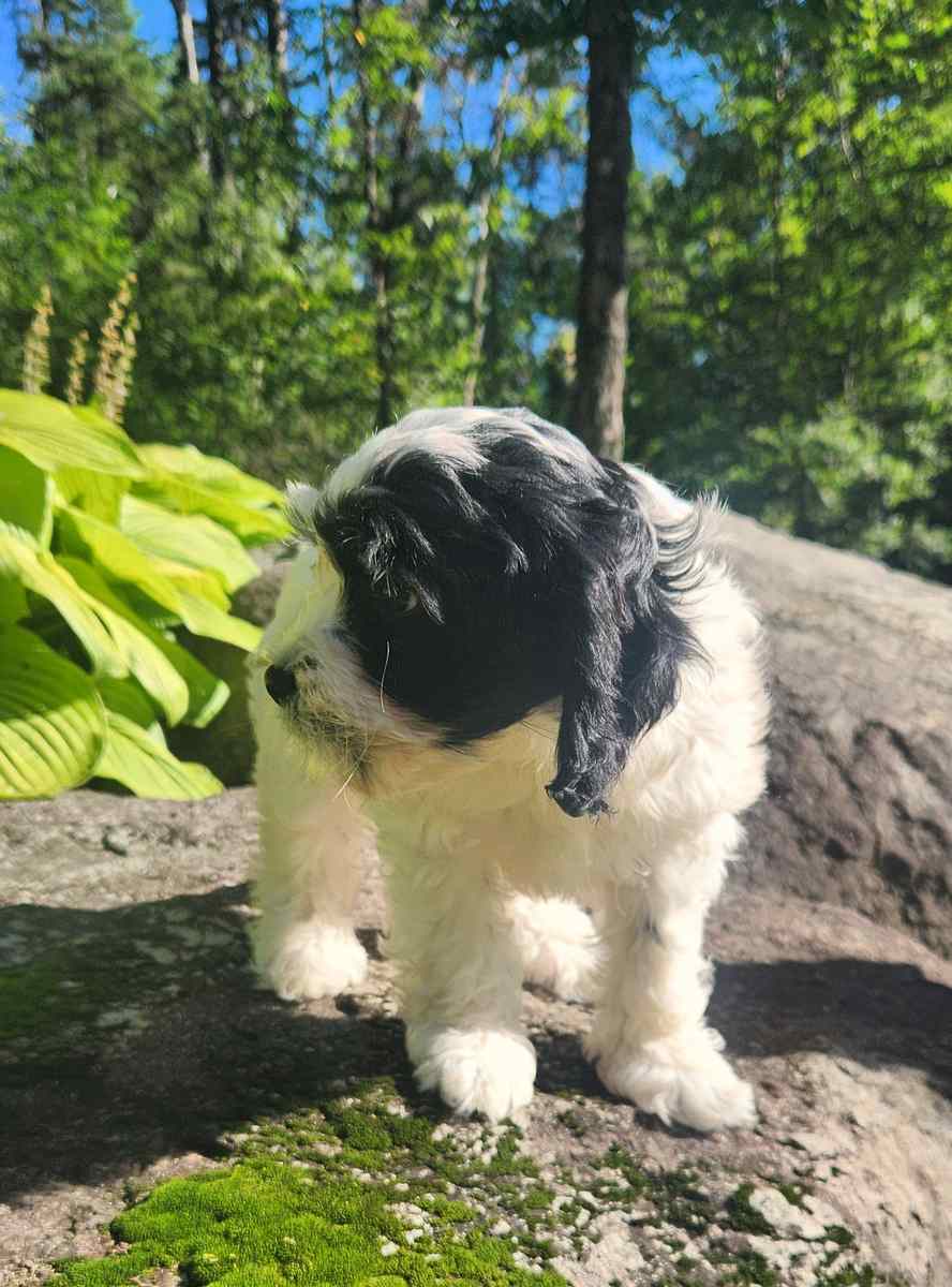 chiot-cockapoo-femelle-blanche-et-noire