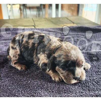 chiot cockapoo femelle merle