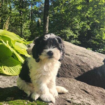 chiot-cockapoo-femelle-noire-et-blanche
