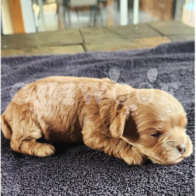 chiot cockapoo femelle rousse