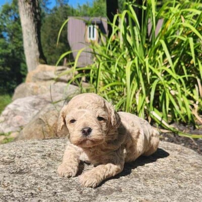 chiot-cockapoo-male-beige