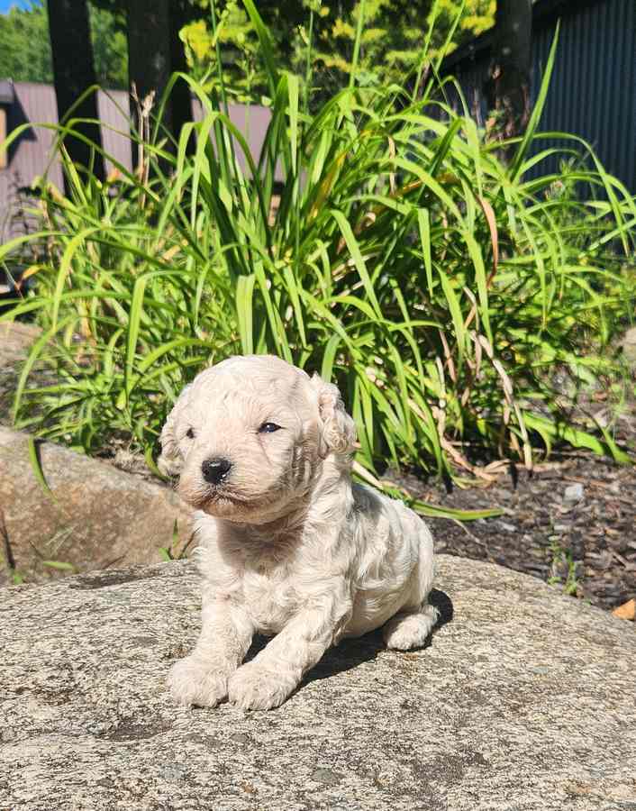 chiot-cockapoo-male-beige-creme