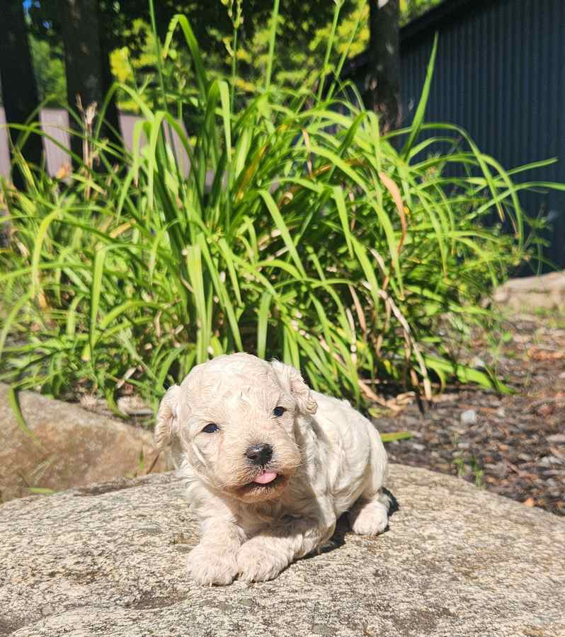 chiot-cockapoo-male-beige-creme