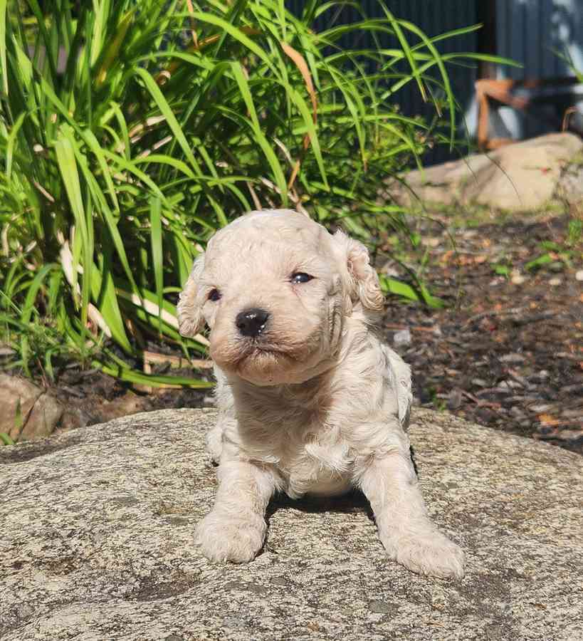 chiot-cockapoo-male-beige-creme