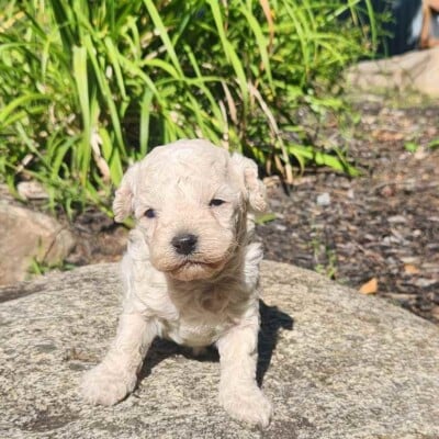 chiot-cockapoo-male-beige-creme