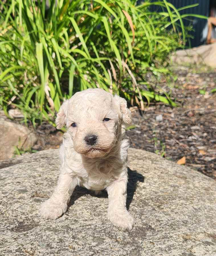 chiot-cockapoo-male-beige-creme