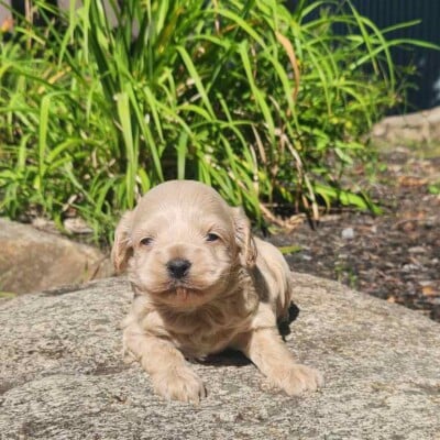 chiot-cockapoo-male-caramel
