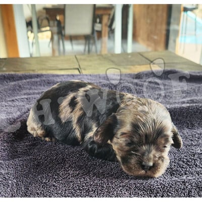 chiot cockapoo male merle