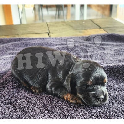 chiot cockapoo male noir et roux