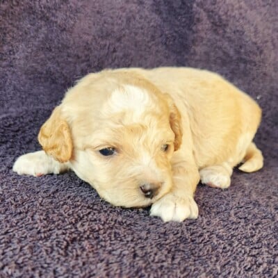 cockapoo femelle blonde