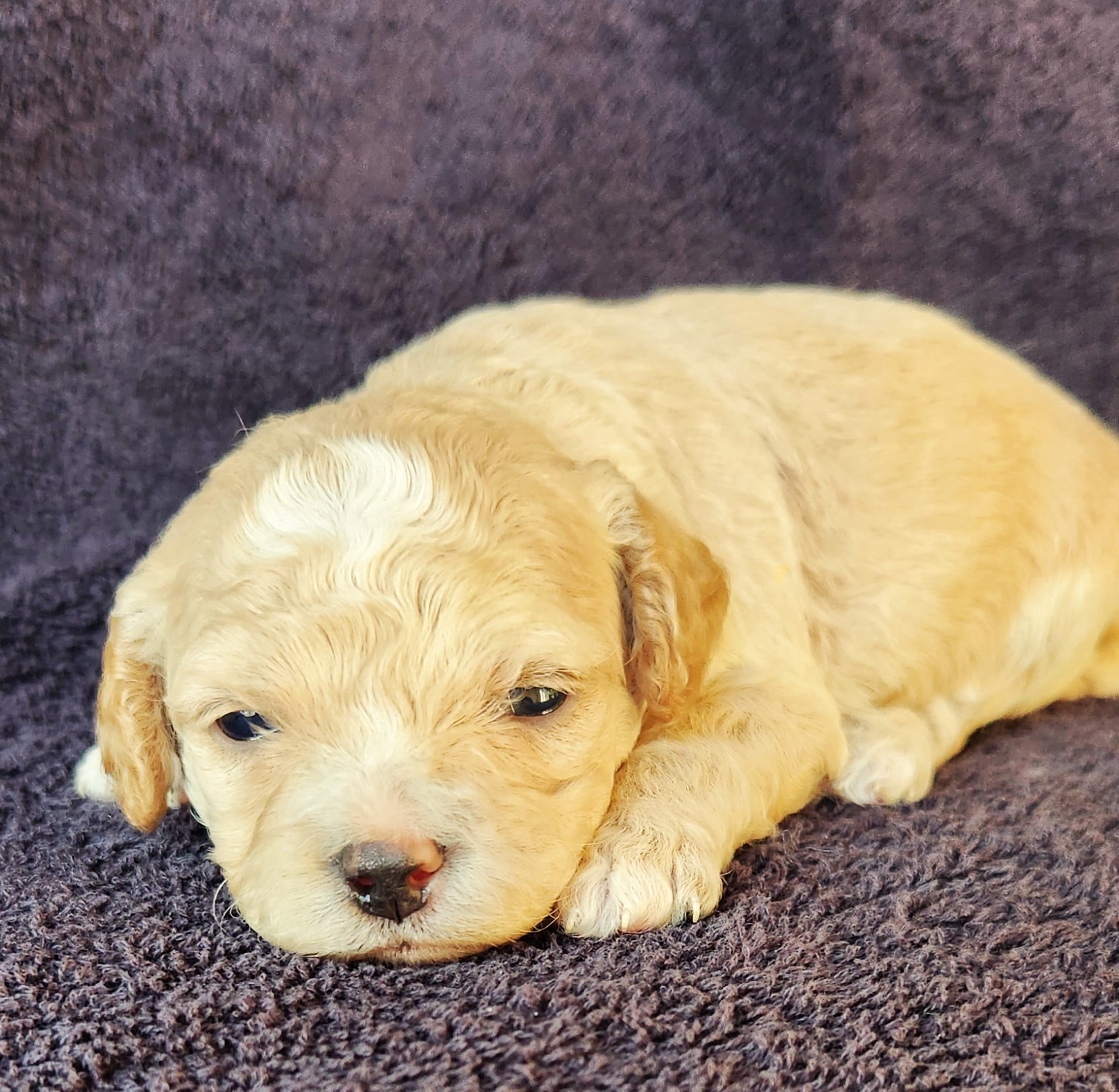 cockapoo femelle blonde