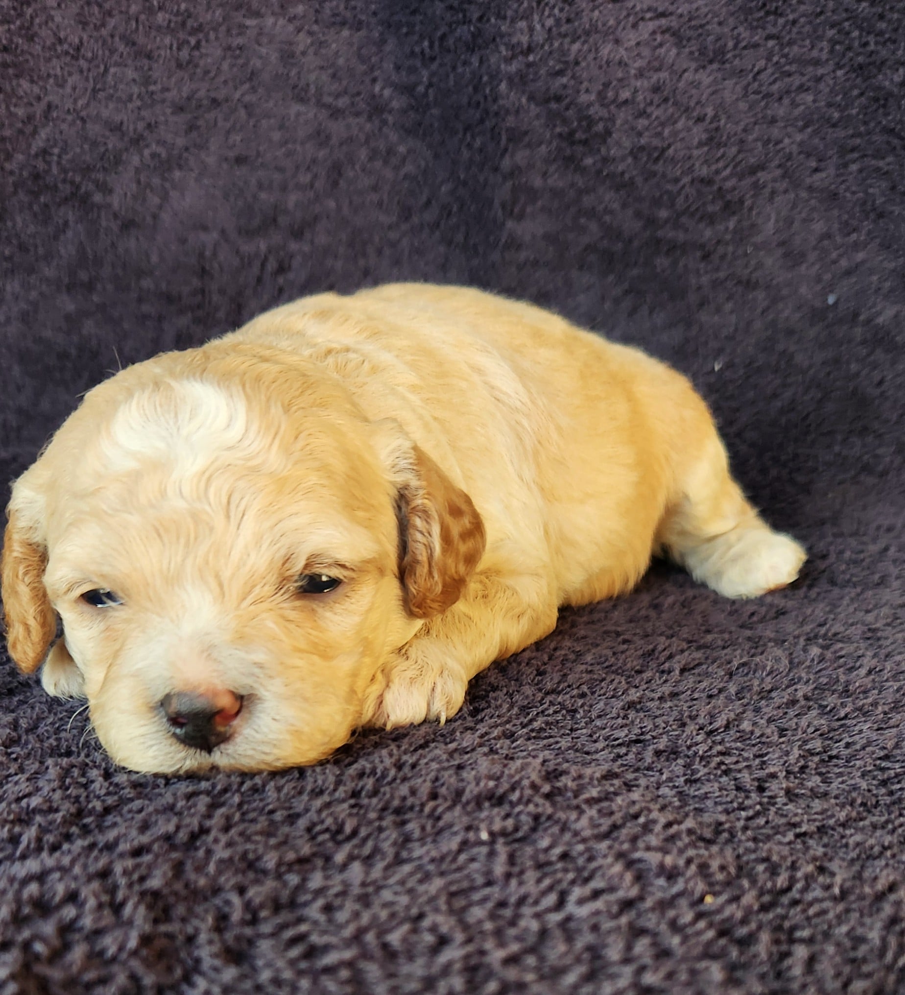 cockapoo femelle blonde