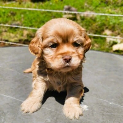 cockapoo femelle rousse maya