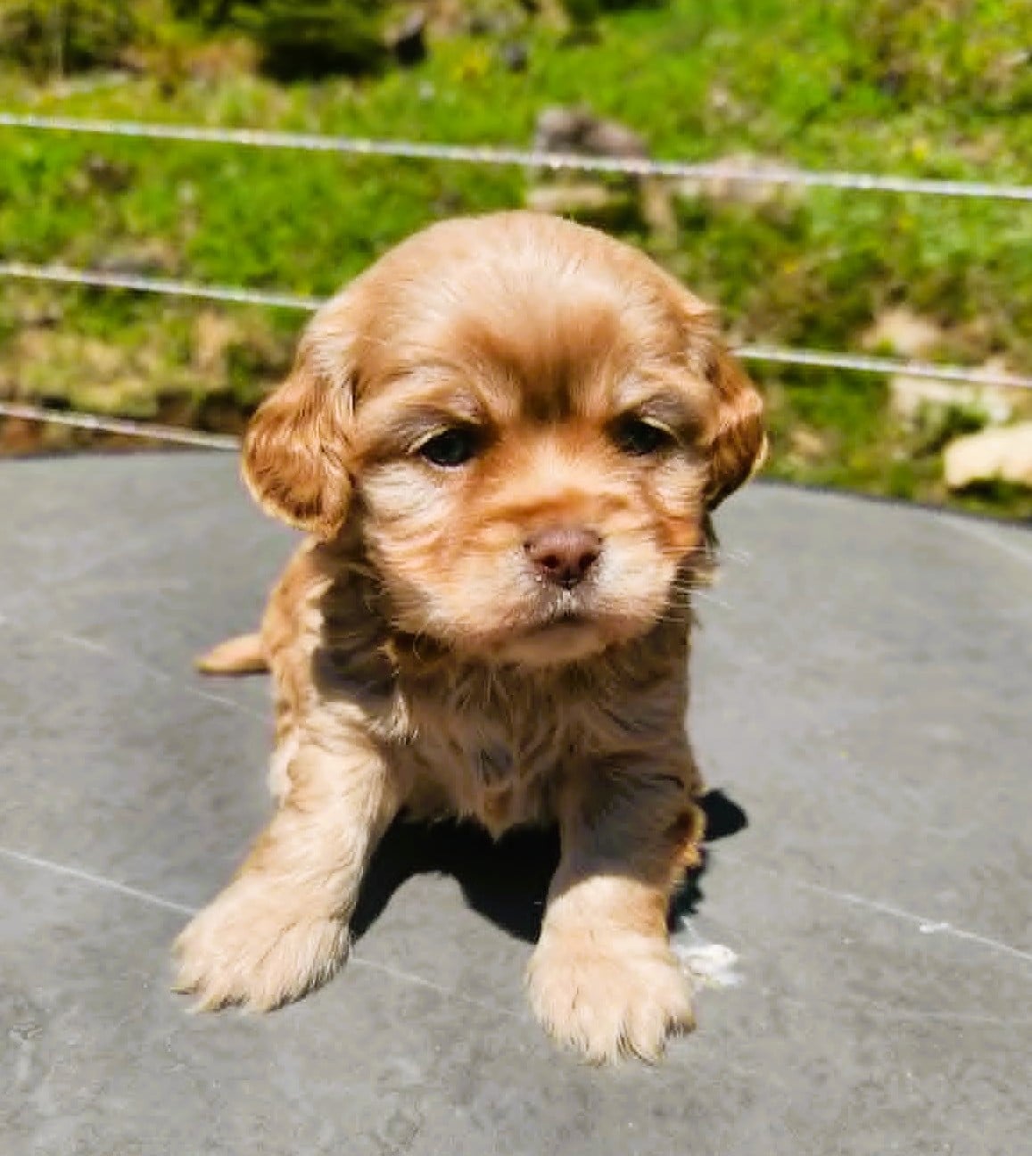cockapoo femelle rousse maya